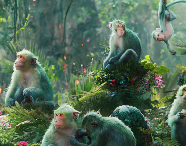 原始丛林猴群,绿猴