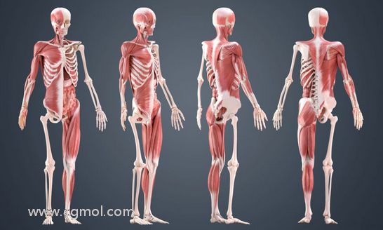 10个提高人体骨骼建模的方法(上)