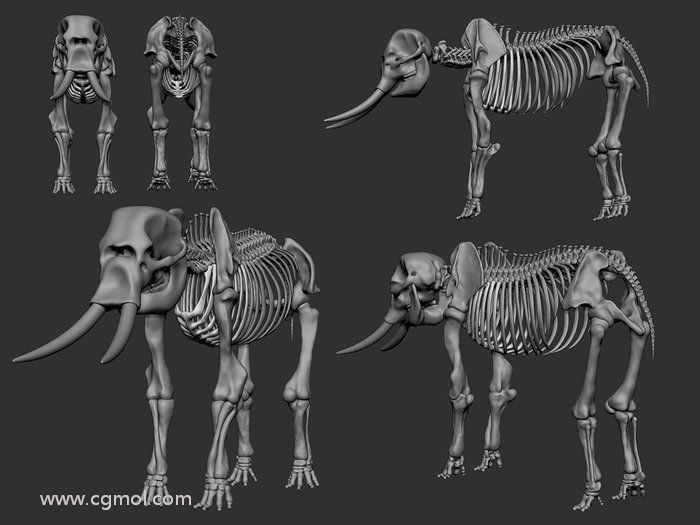 使用maya和zbrush雕刻非洲大象模型