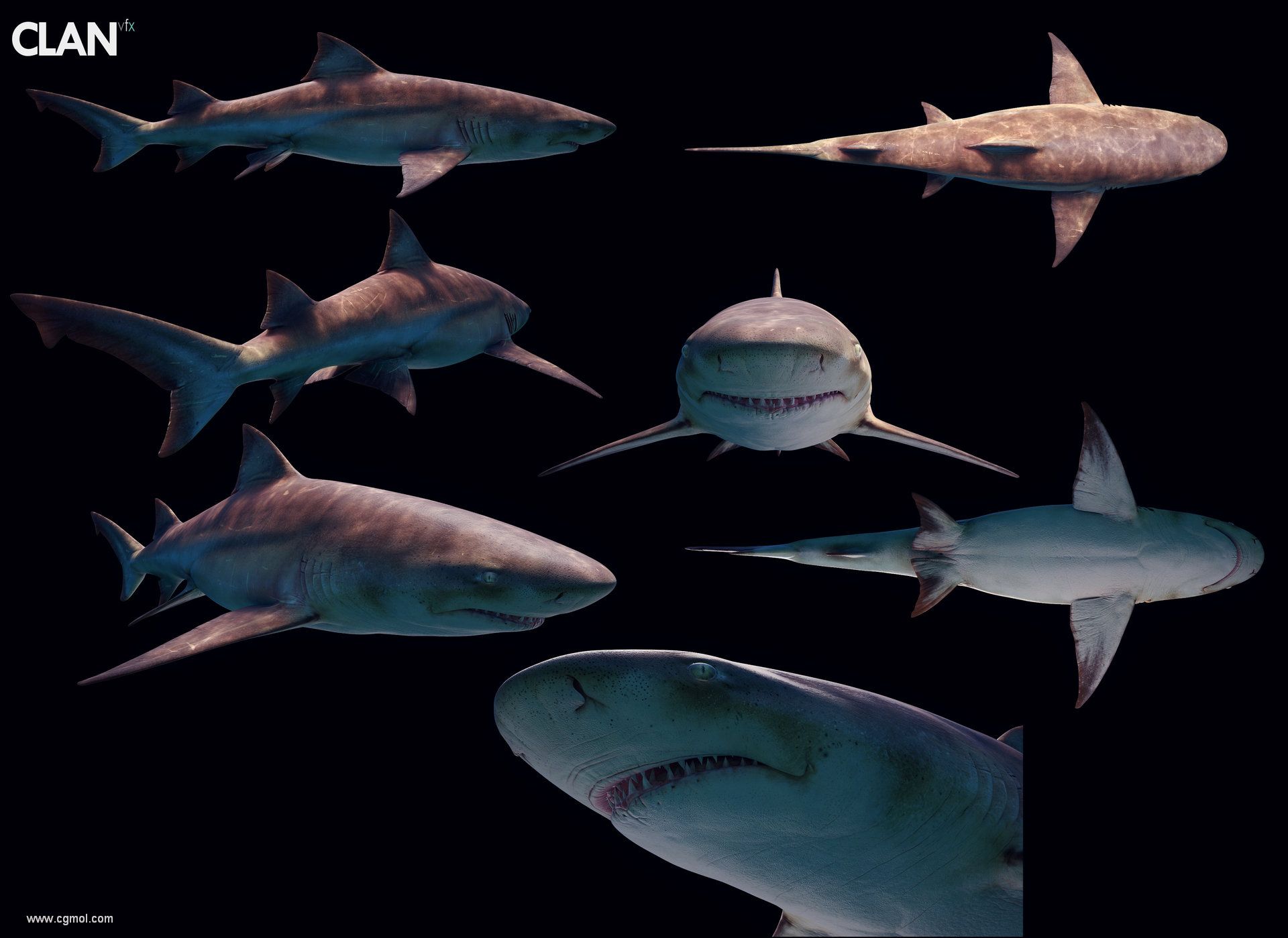 鲨鱼素材-鲨鱼图片-鲨鱼素材图片下载-觅知网