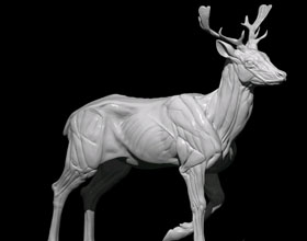 ZBRUSH精细雕刻森林鹿模型