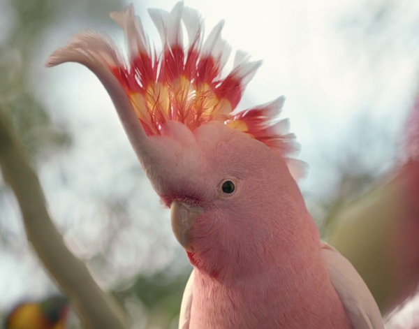 超写实秋草鹦鹉,粉色鹦鹉