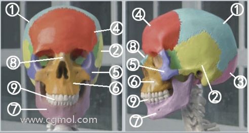 ZBrush头骨的结构介绍