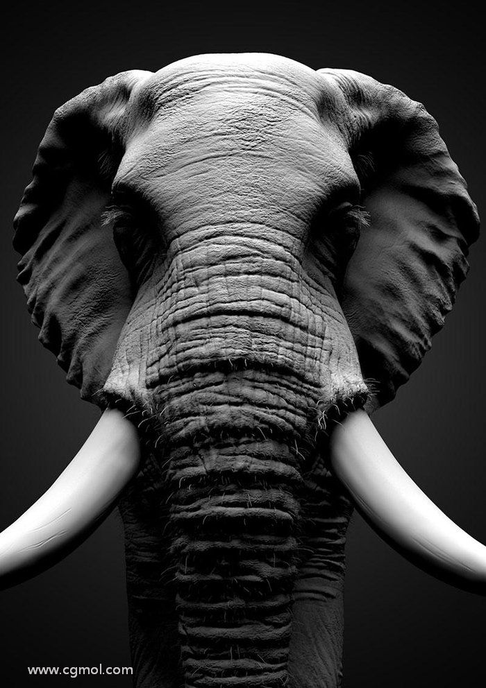 使用maya和zbrush雕刻非洲大象模型